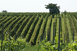 vineyard-836200__180