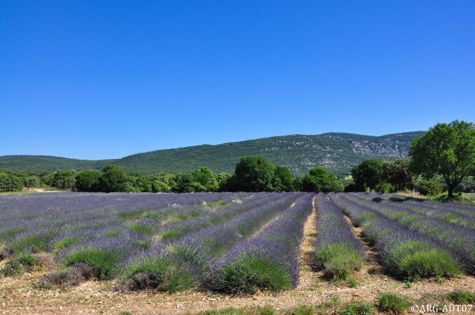 ©ARG-ADT07-Musee_de_la_lavande_(14)_GF